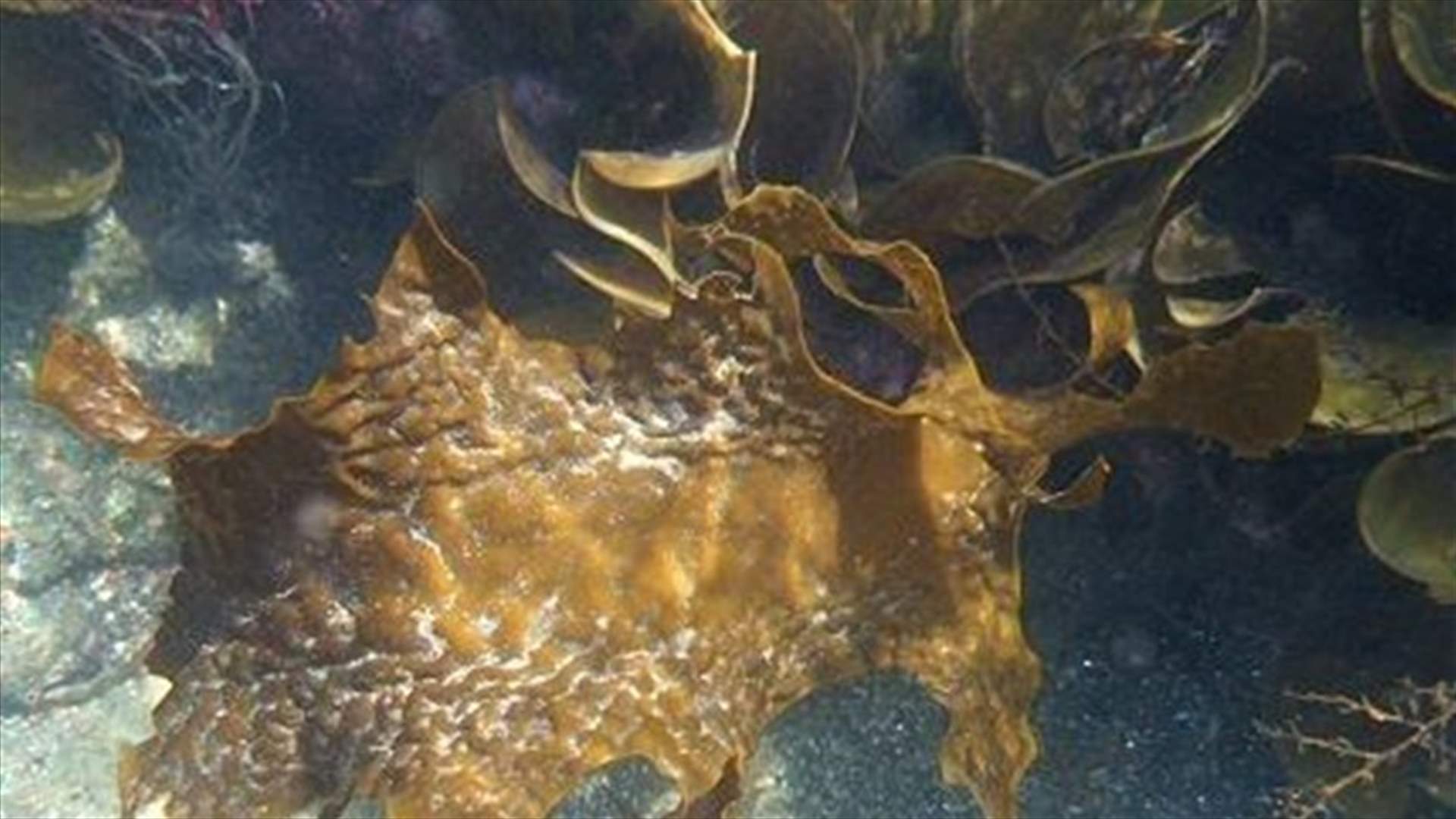 هل تكون الطحالب علاجاً لفيروس كورونا؟