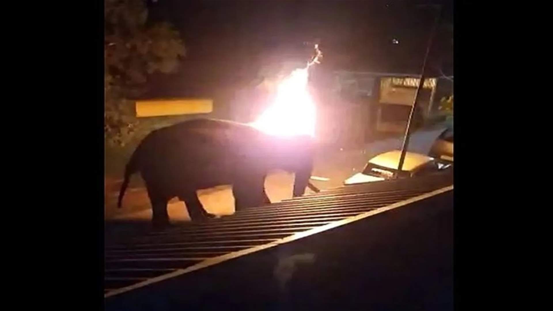 جريمة غير إنسانية... نفوق فيل بعد إضرام النّار فيه بالهند (فيديو)