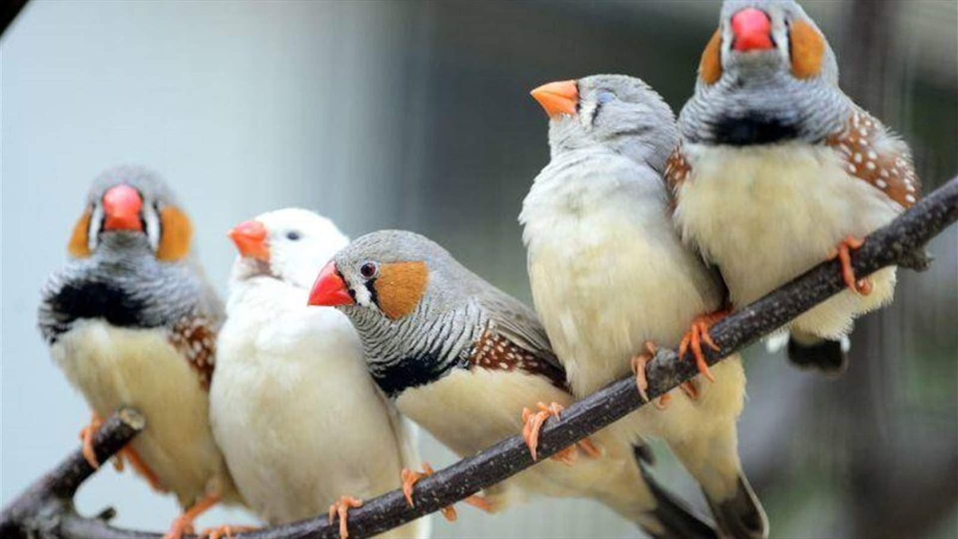 التلوث الضوضائي يحدّ من ذكاء العصافير