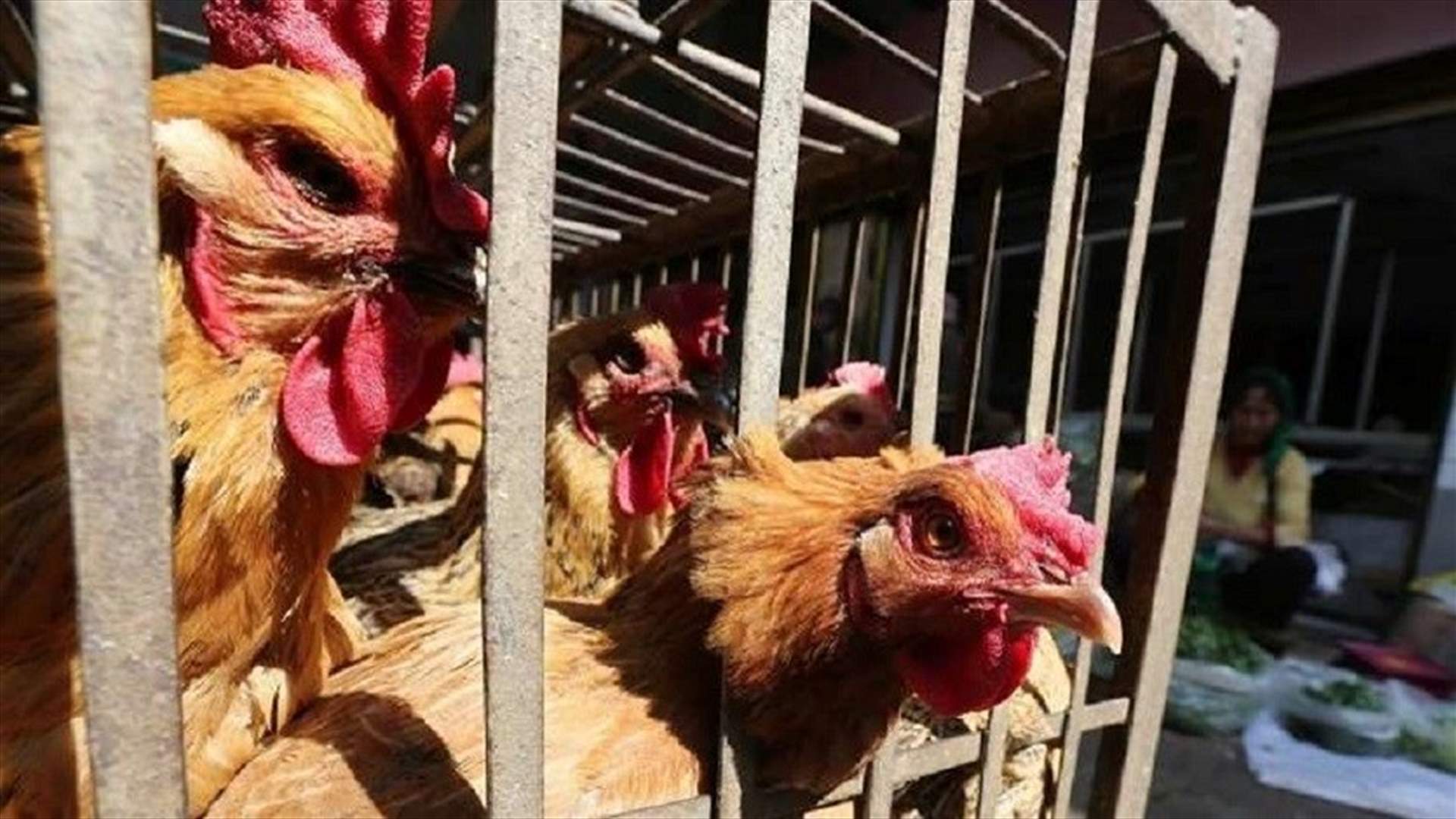 الجزائر تسجل بؤرة لسلالة إنفلونزا الطيور إتش5إن8 في مزرعة