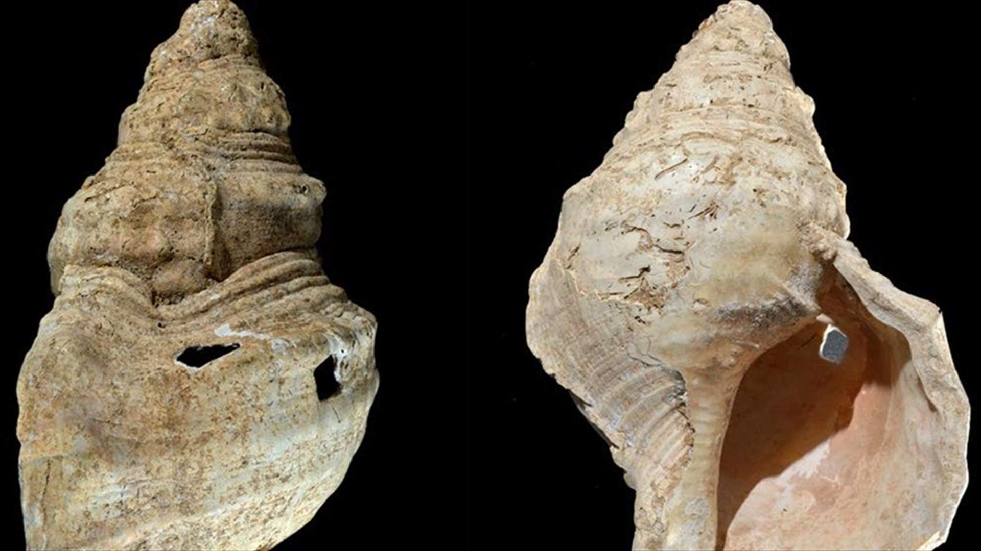العثور على صدفة بحرية "موسيقية" من العصر الحجري في كهف فرنسي