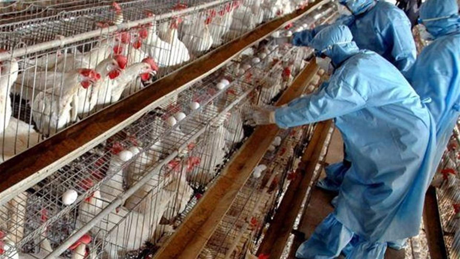 روسيا تسجيل أول إصابة بشرية بسلالة (إيه.إتش5إن8) من إنفلونزا الطيور