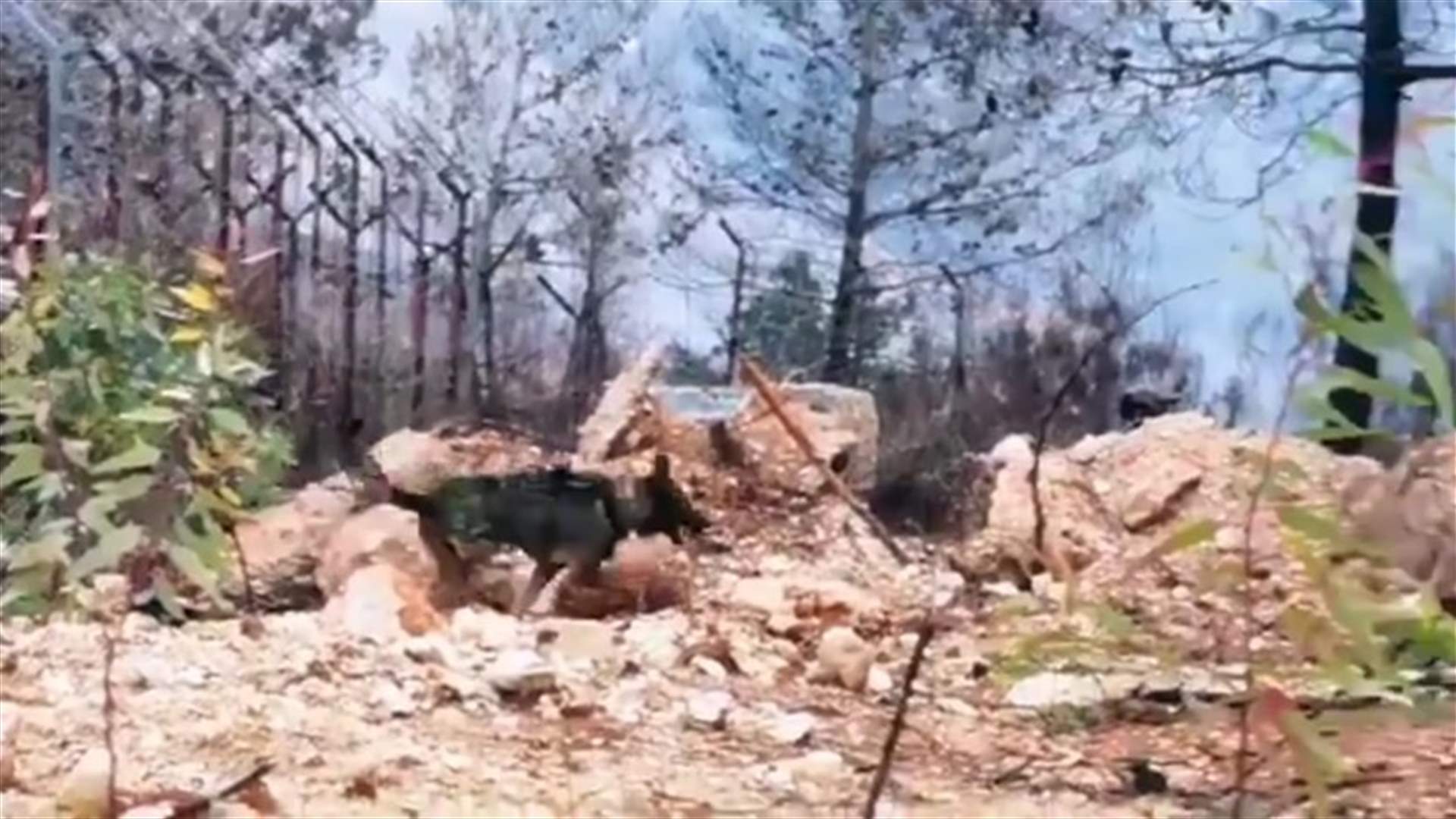 الجيش الإسرائيلي اطلق كلابا بوليسية في محيط مستعمرة مسكاف عام ومشط خراج بلدة عديسة