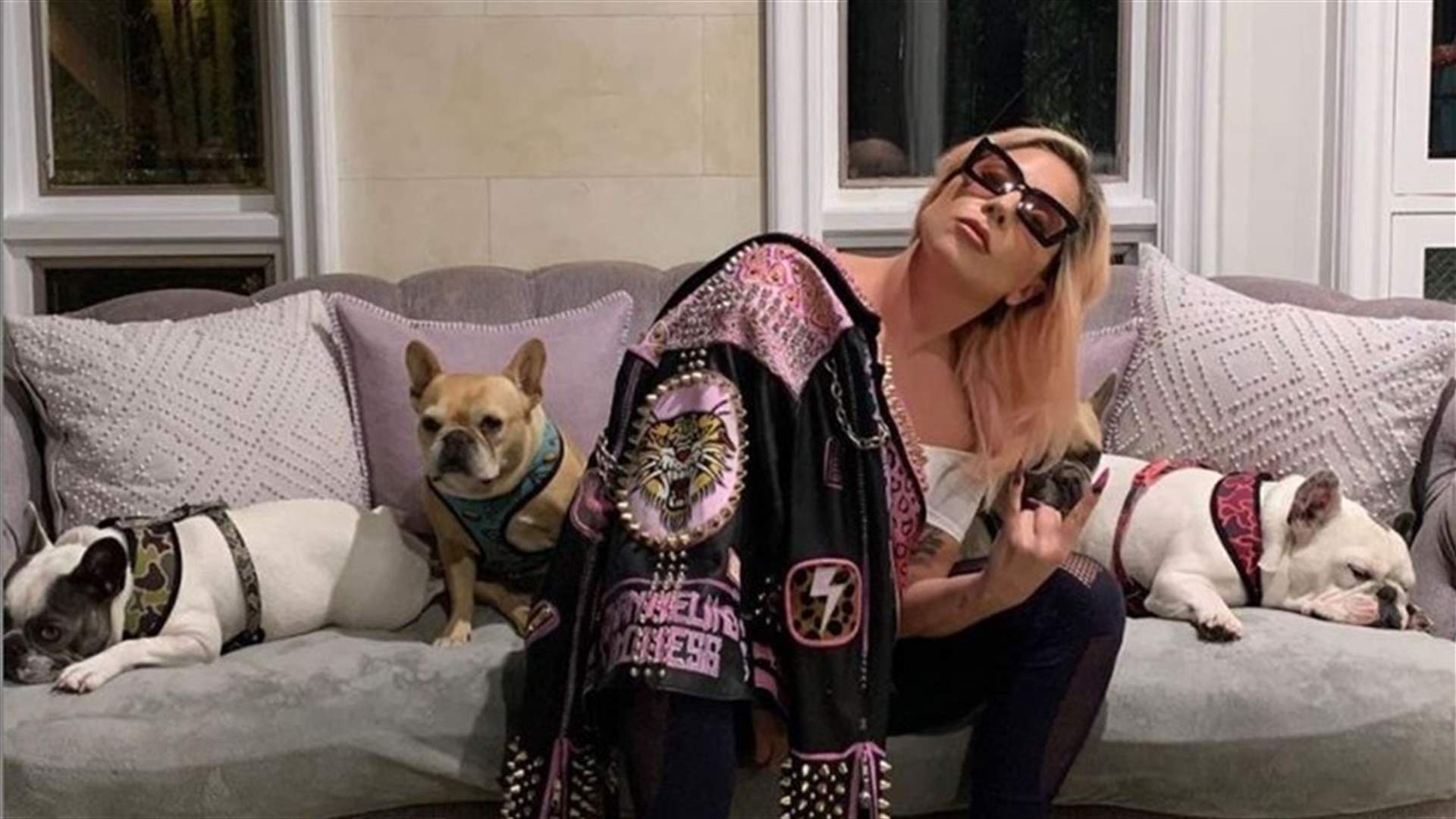 Lady Gaga offers $500,000 reward for stolen French Bulldogs