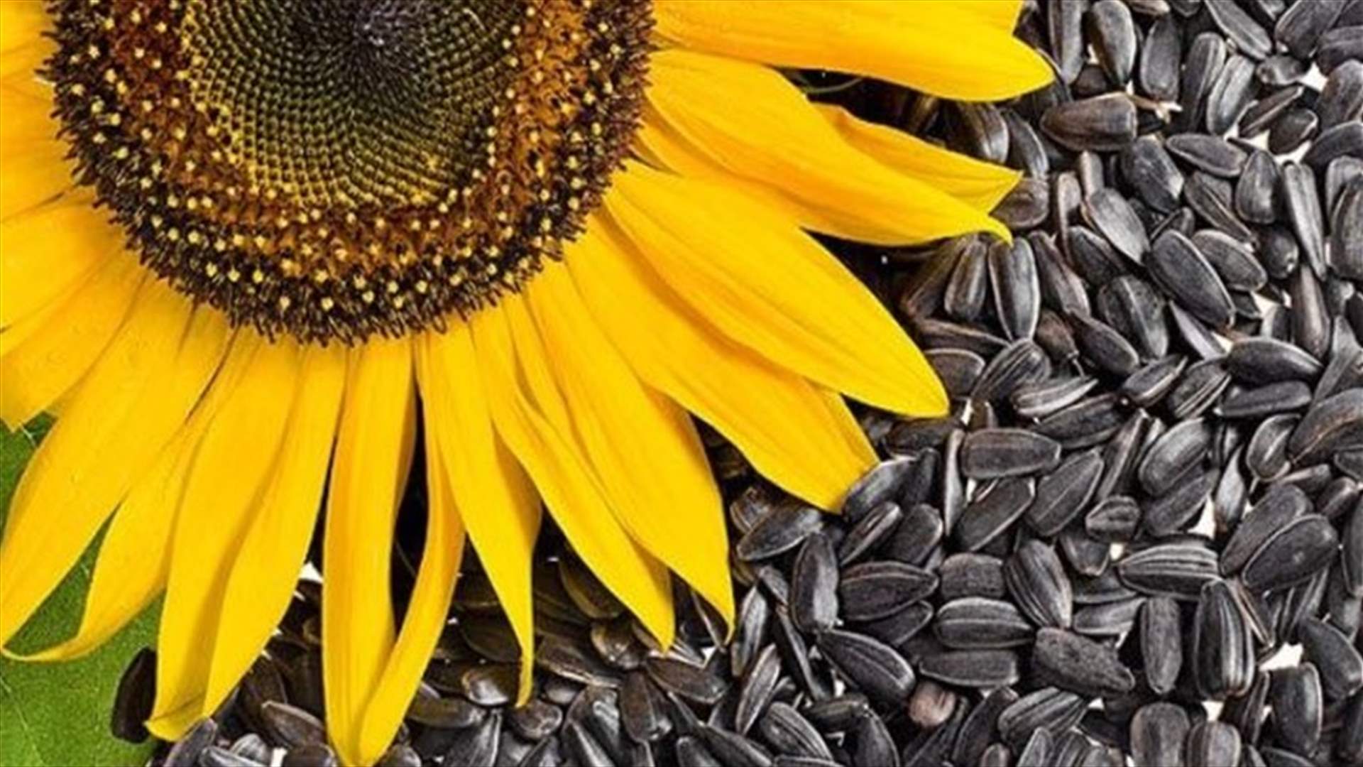 ما هي فوائد بذور دوار الشمس؟