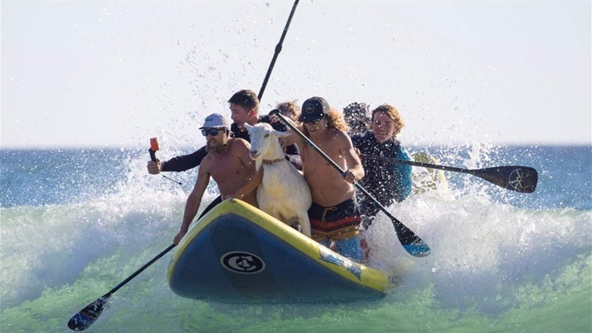 Surfing pet goat coolly rides the waves at California beach