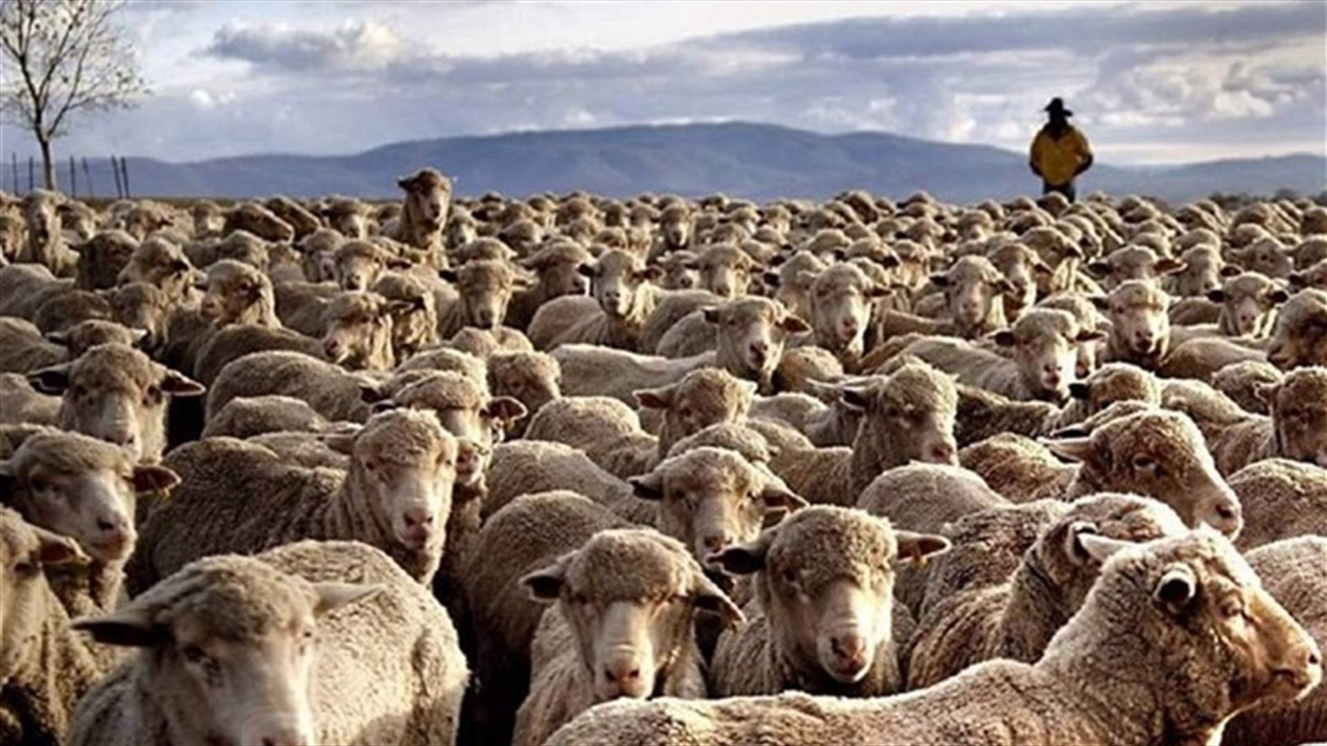 نقابة اتحاد القصابين: لتسمية المستوردين المخالفين واخذ الاجراءات اللازمة بحقهم