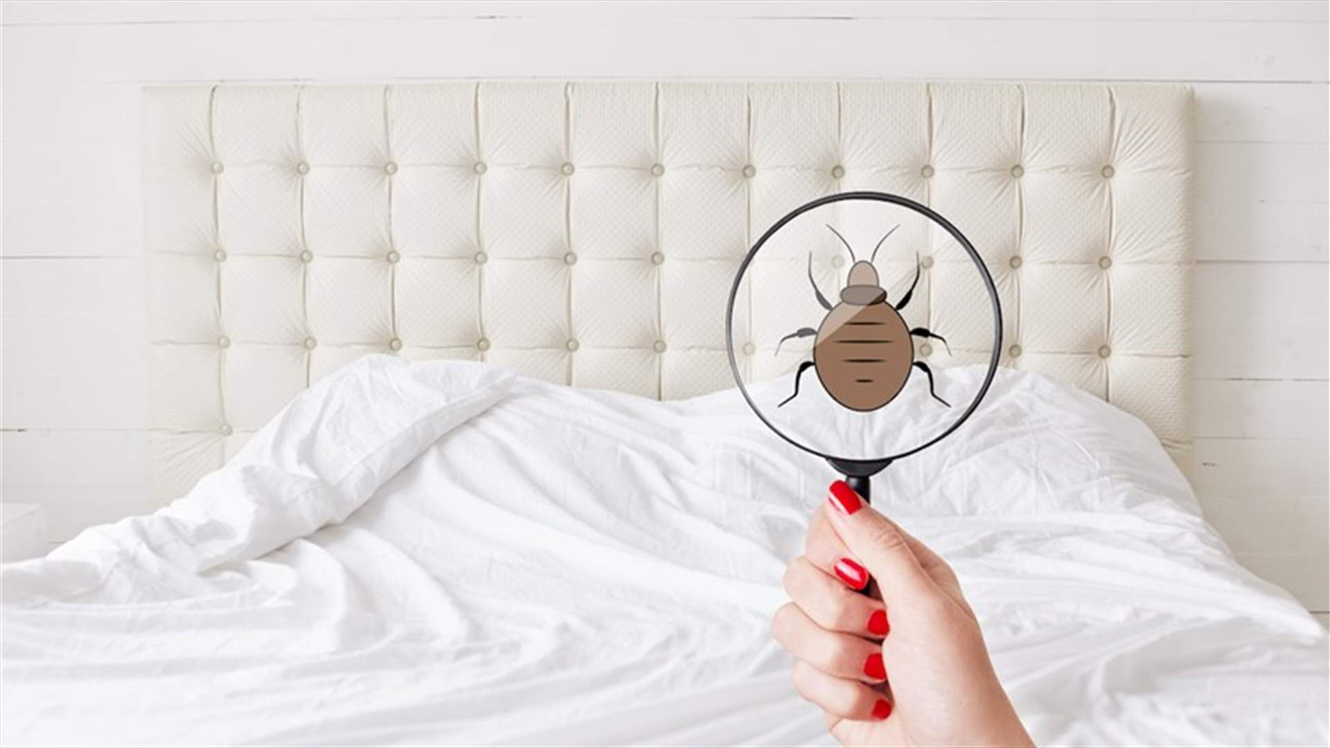 انتبهوا... مؤشرات تدلّ على وجود حشرات الفراش في منزلكم