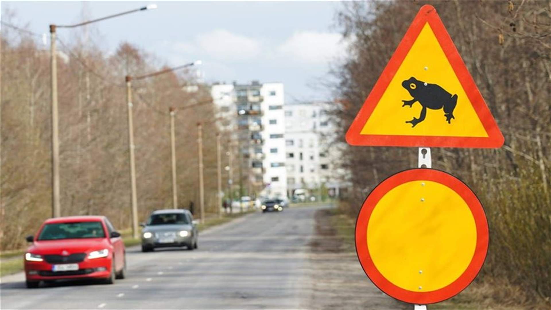 من أجل الضفادع... إستونيا تغلق طريقاً رئيسياً