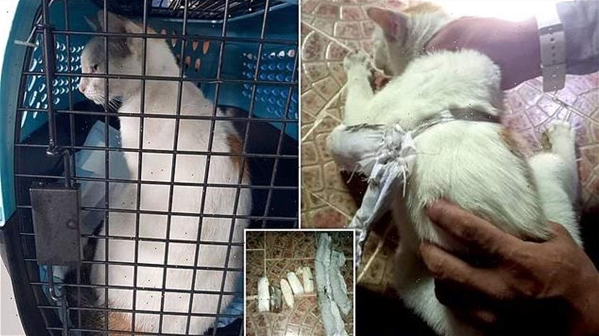 ضبط عملية تهريب مخدرات إلى أحد سجون بنما... والمنفذ هرّ!