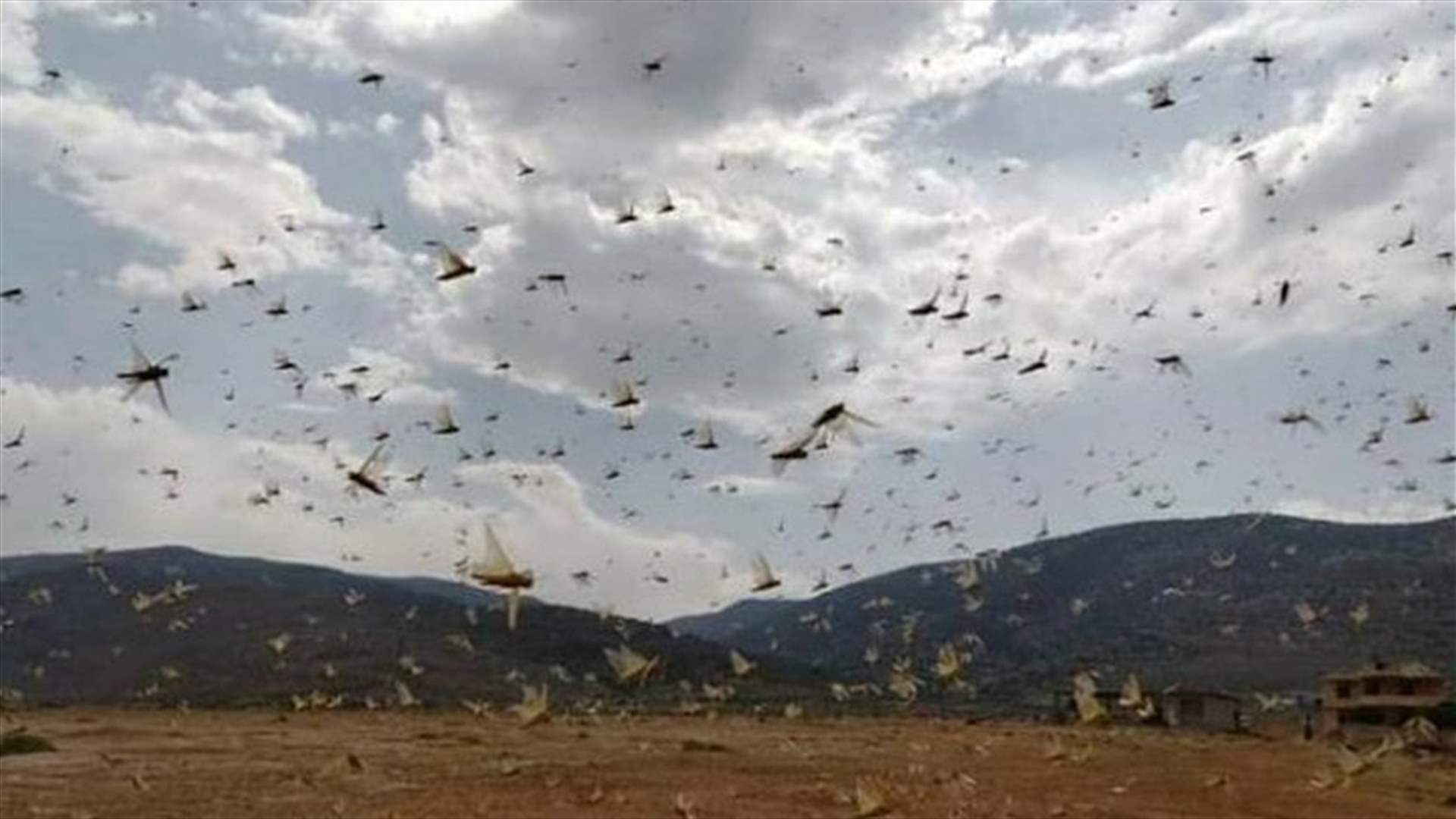 وصول الجراد إلى هذه المنطقة في الجنوب