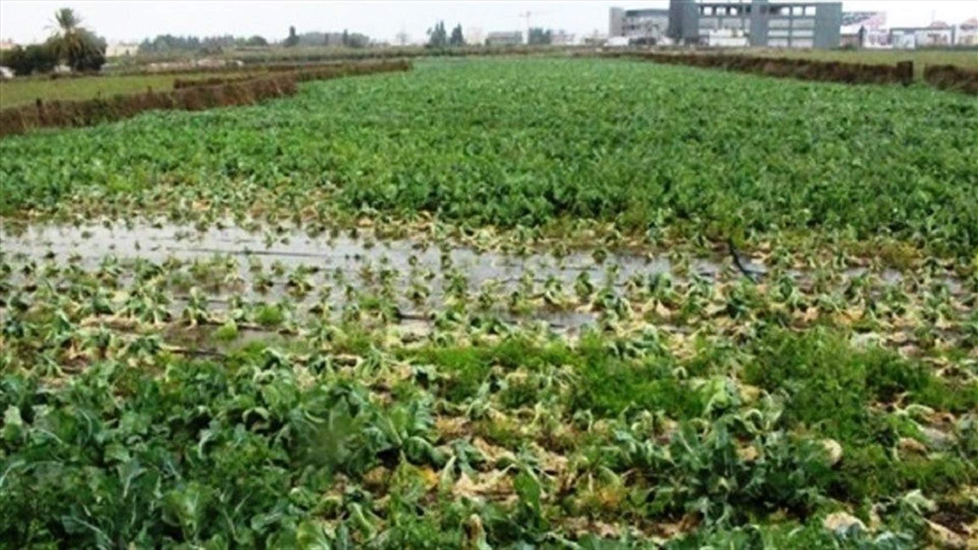 اتحاد نقابات المزارعين: لفتح أسواق جديدة مع الدول الشقيقة والصديقة