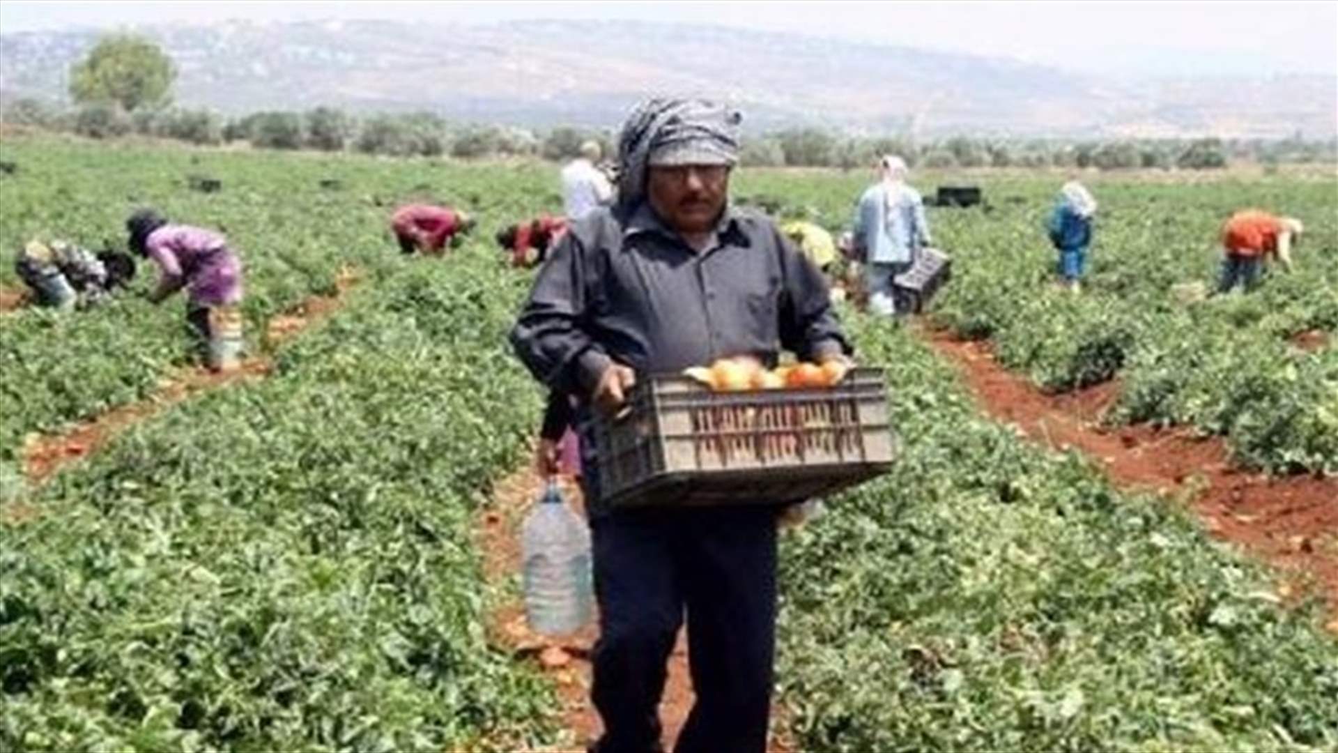 تجمع مزارعي الجنوب استنكر استعمال الانتاج الزراعي لتهريب الممنوعات