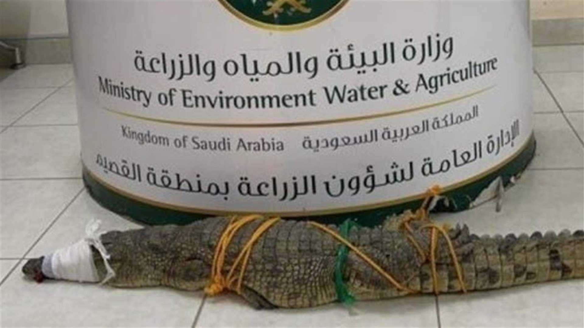 بعد انتشار فيديو تجول التمساح... السلطات السعودية تتدخّل لإنقاذ الموقف (فيديو)