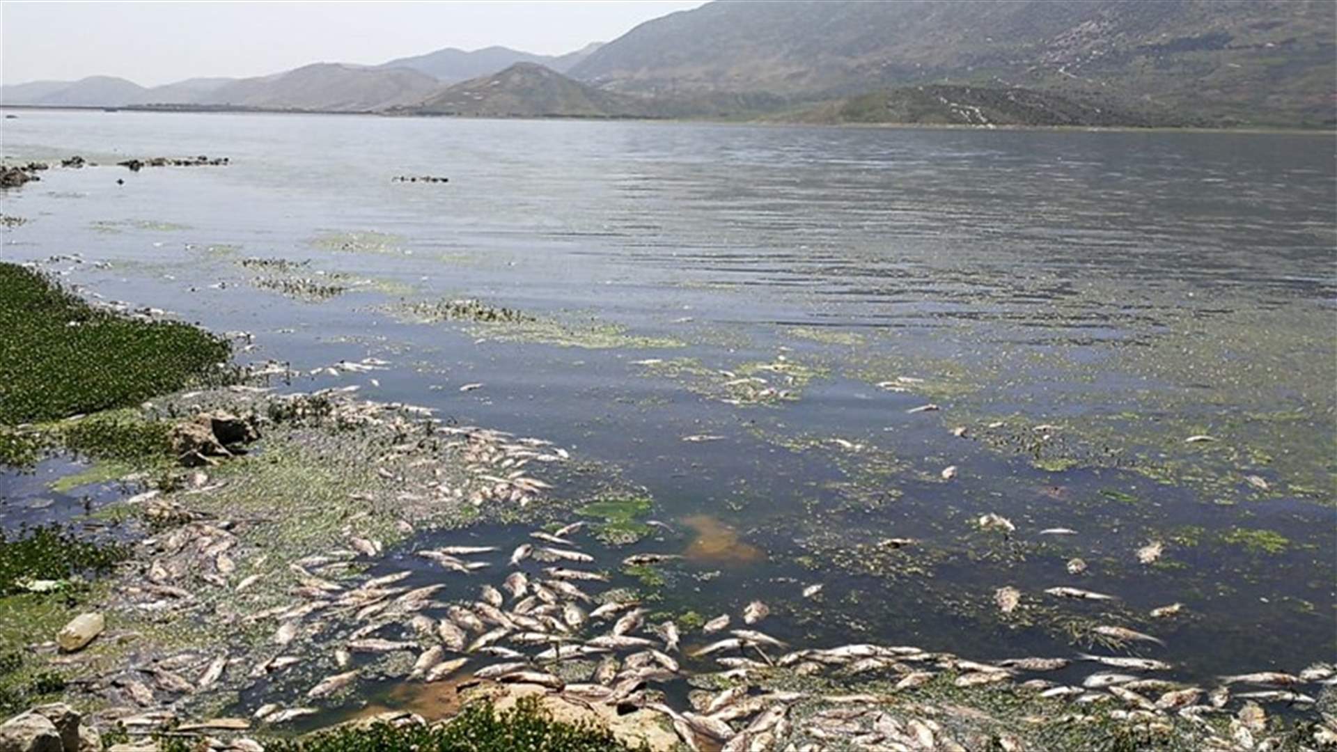 نفوق أعداد كبيرة من الأسماك في بحيرة القرعون (صور)