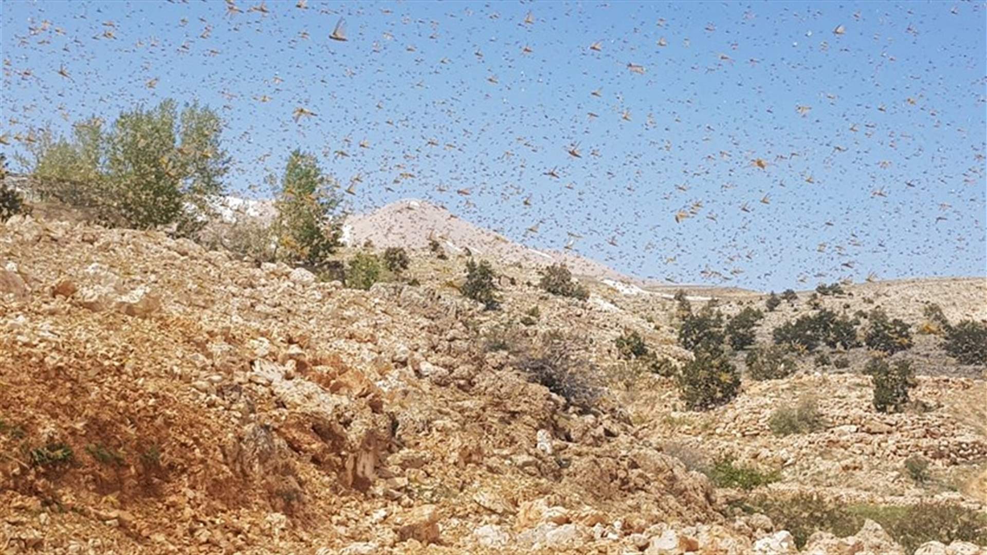 أسراب الجراد وصلت الى دير الأحمر وبأعداد كبيرة (فيديوهات)
