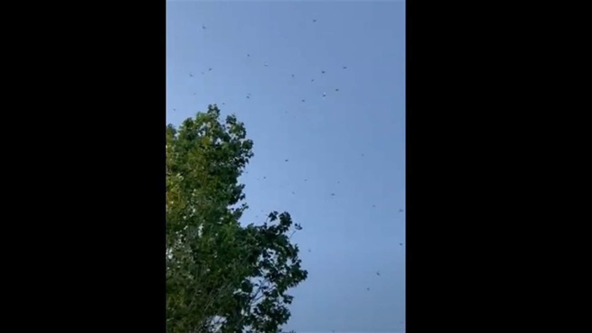 الجراد يجتاح بريتال بكثافة (فيديو)