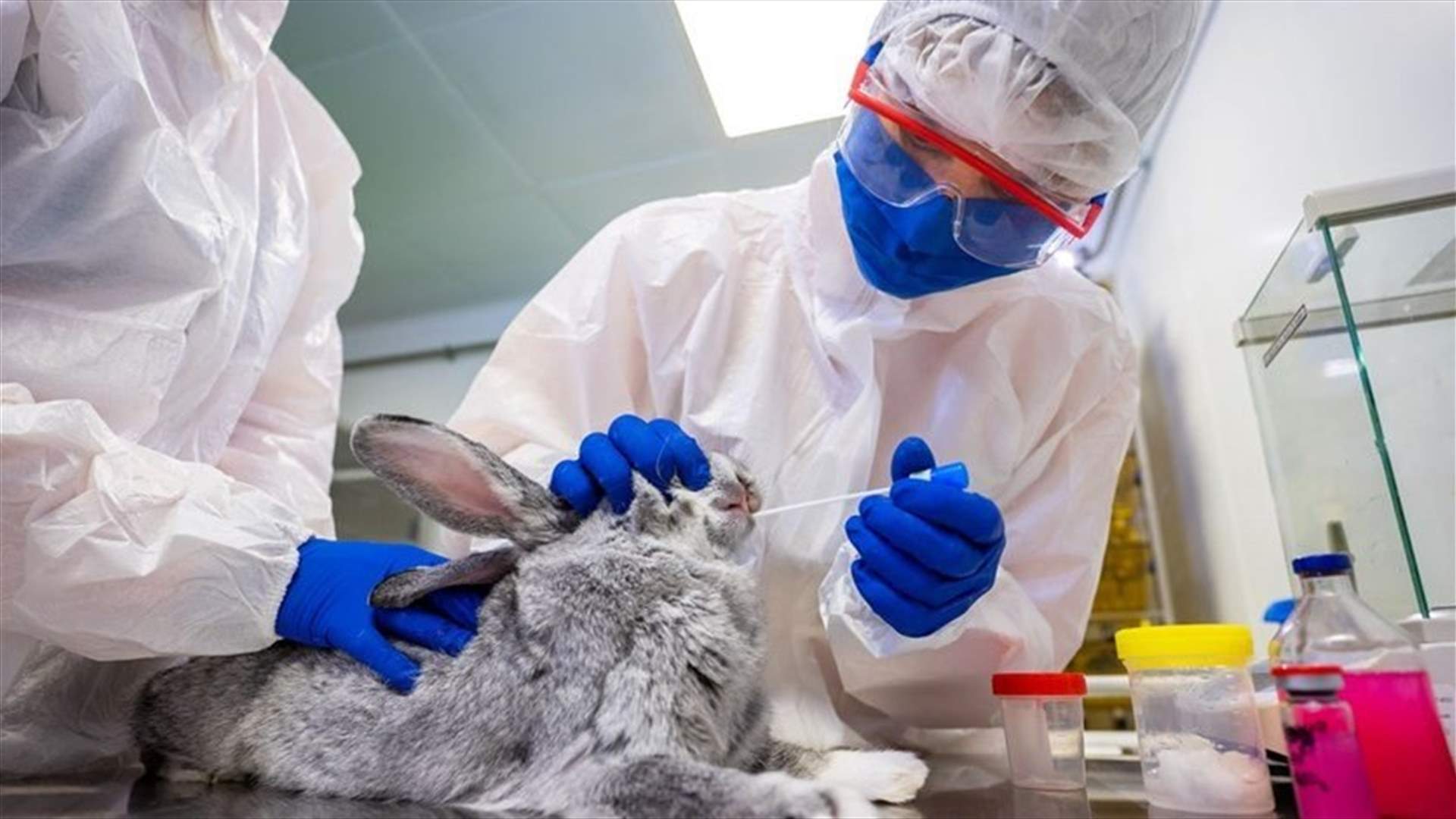 Russia produces first batch of COVID-19 vaccine for animals -regulator