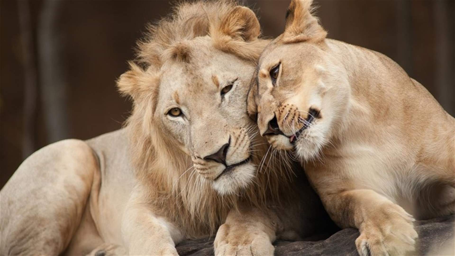 Eight lions in Indian zoo test positive for COVID-19
