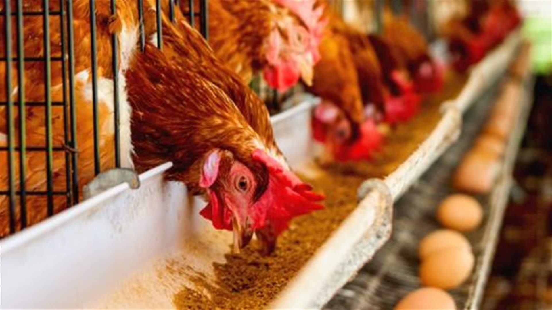 توضيح من النقابة اللبنانية للدواجن بشأن وقف الدعم...