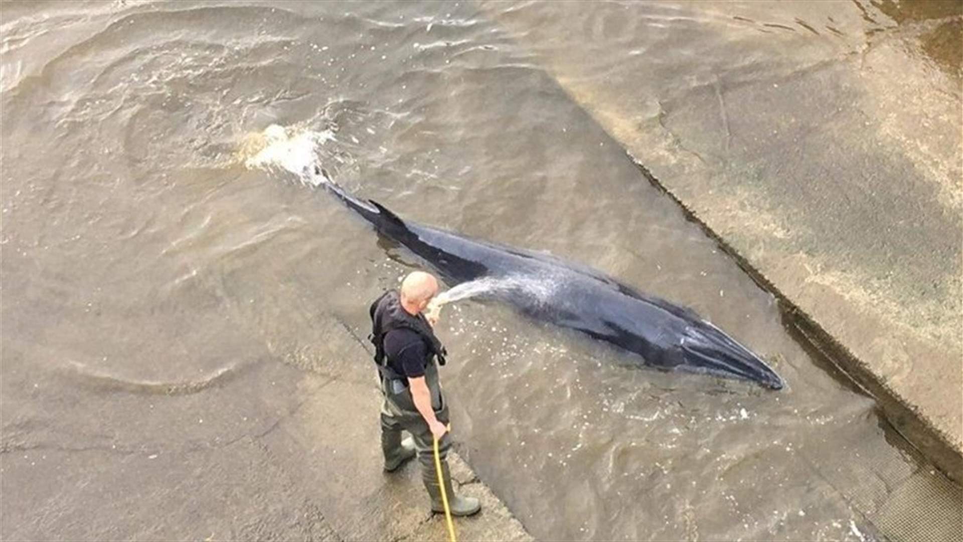 Rescuers save small whale stranded in the Thames-[PHOTOS]