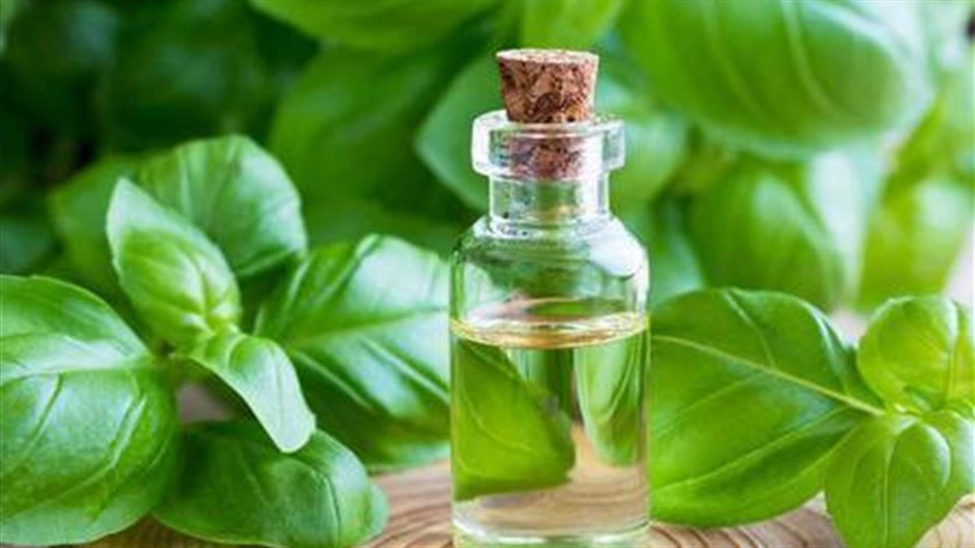 طبقوا زيت الريحان على الشعر واحصلوا على هذه الفوائد!