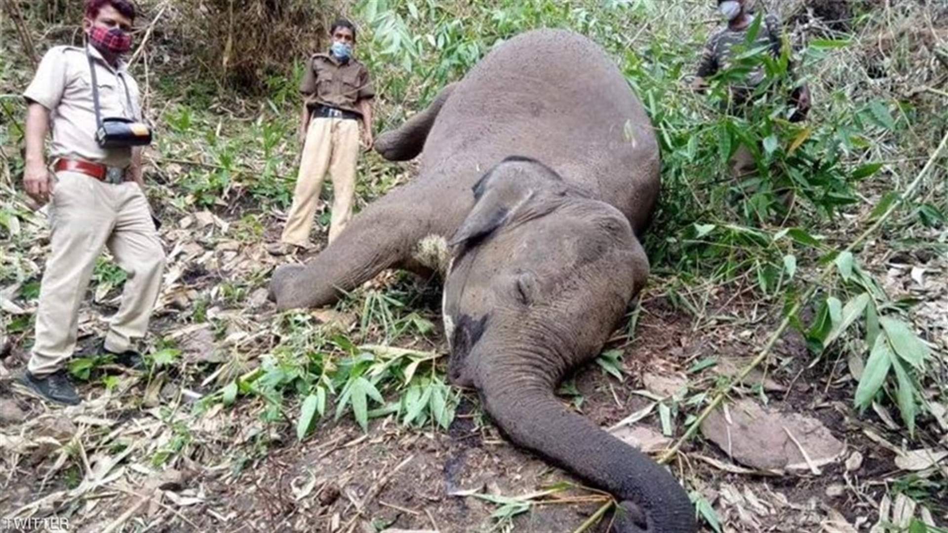 في الهند... صاعقة قتلت 18 فيلاً والتحقيقات مستمرة (صور)