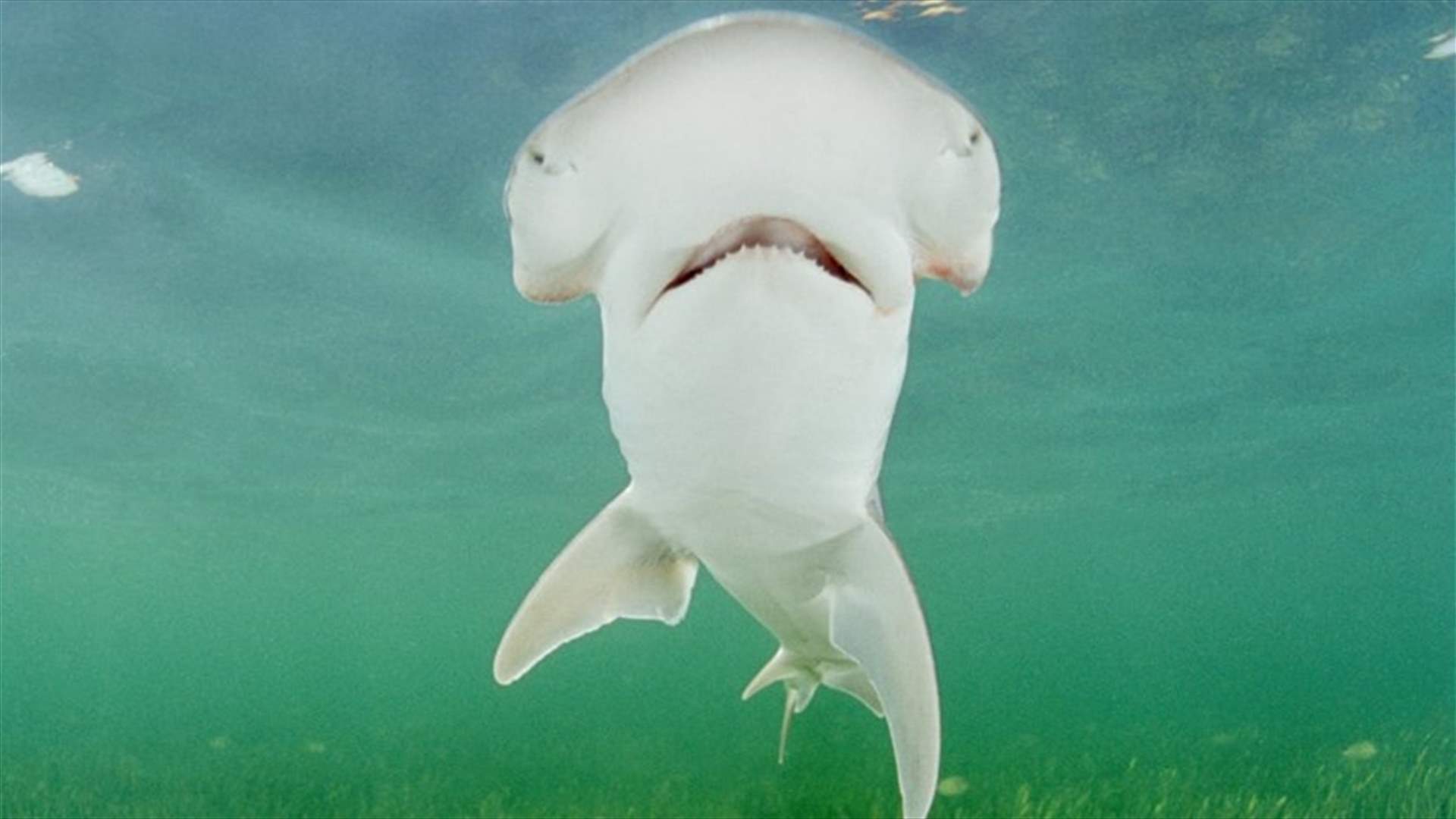 علماء يكشفون قدرة أسماك القرش على استخدام المجال المغناطيسي للأرض كنظام &quot;GPS&quot;