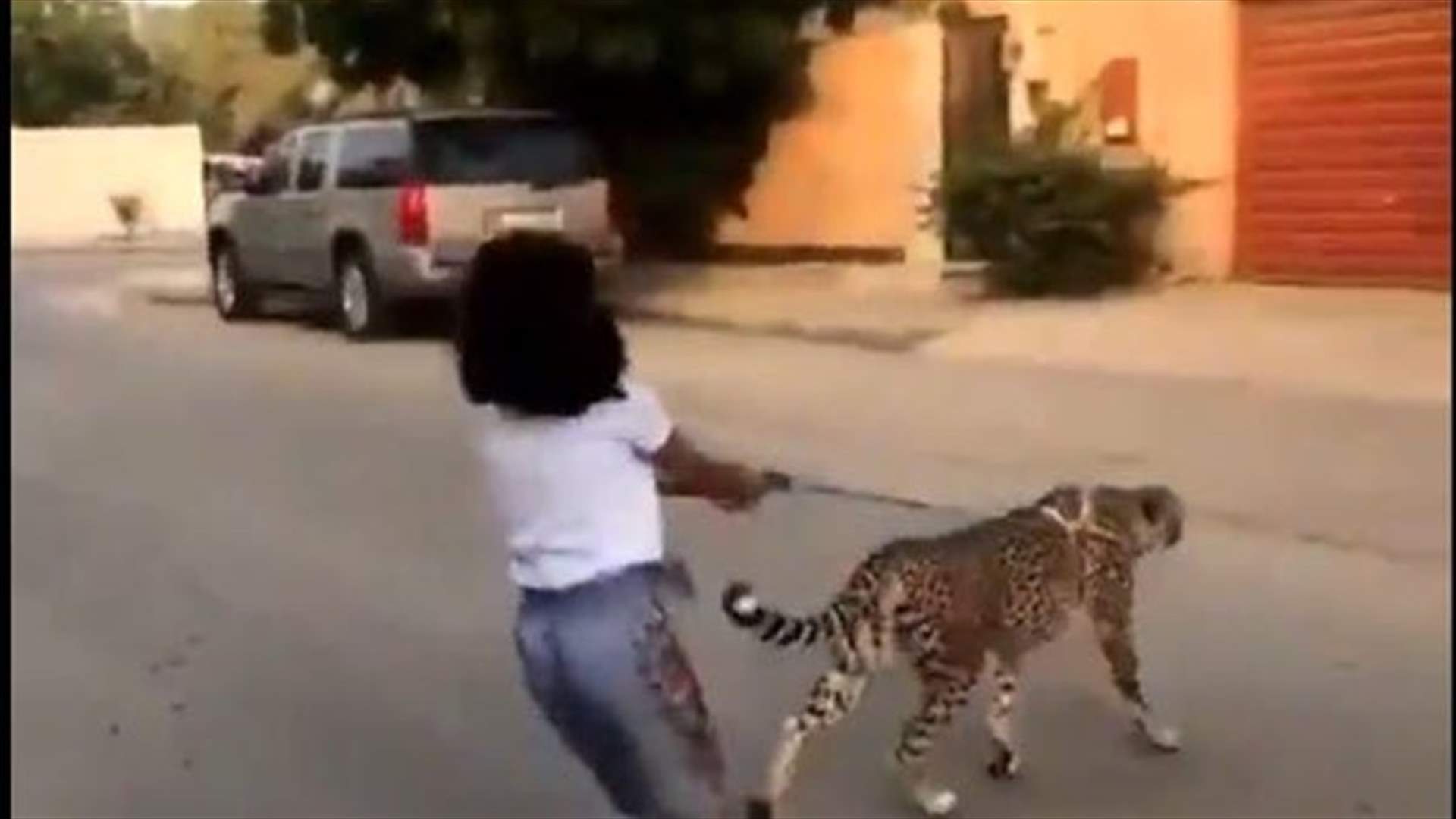 طفلة تتجول برفقة "فهد" في شوارع السعودية (فيديو)