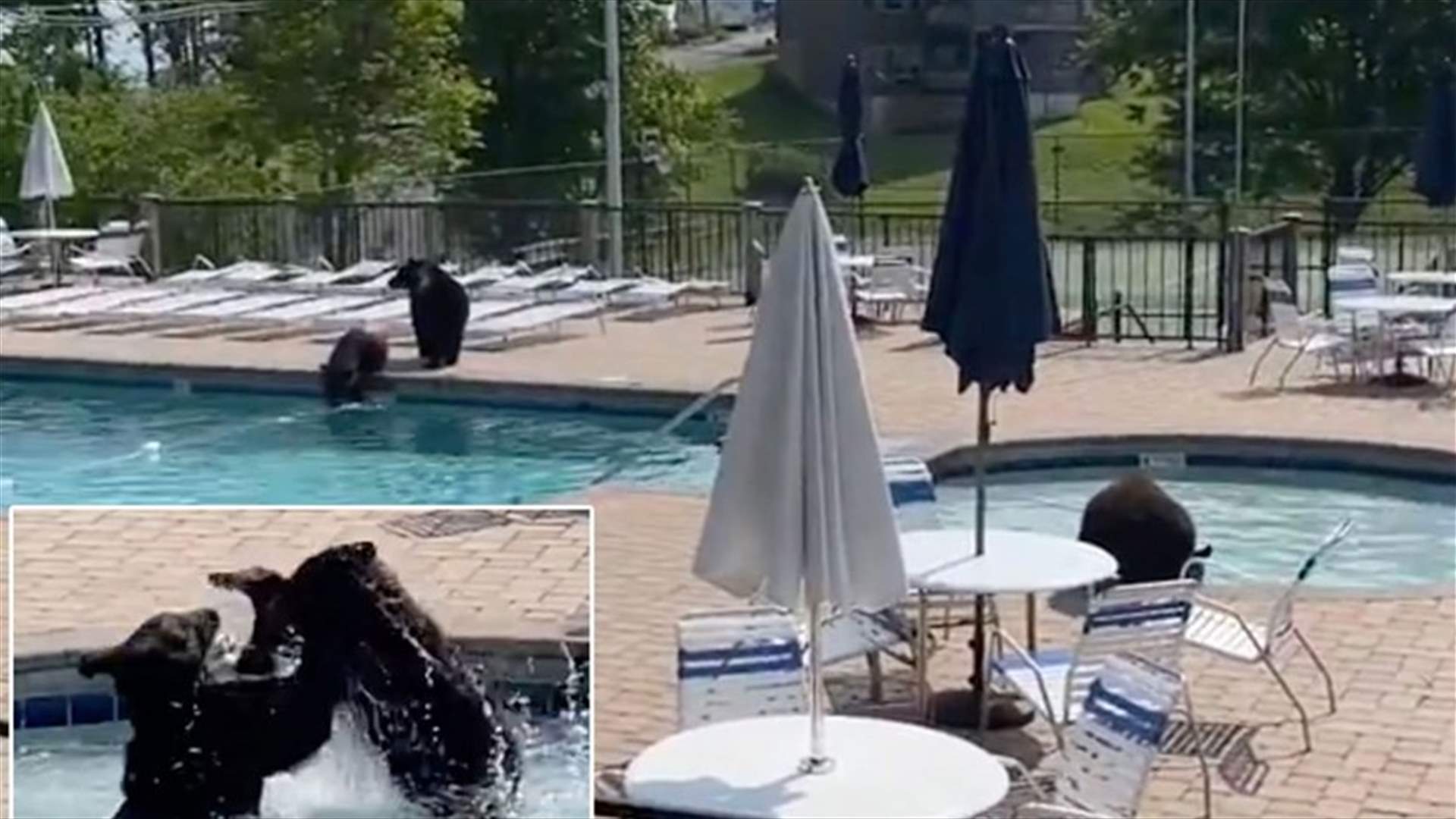 مجموعة دببة تقتحم حفلاً قرب مسبح... وفيديو يوثّق ما حصل!