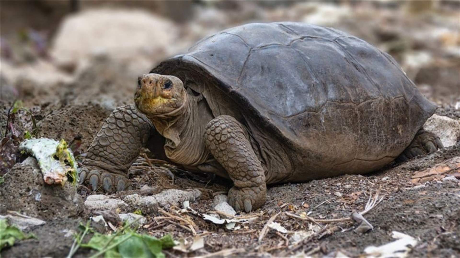 A turtle considered extinct 100 years ago in Galapagos is still in existence says Ecuador-[PHOTOS]