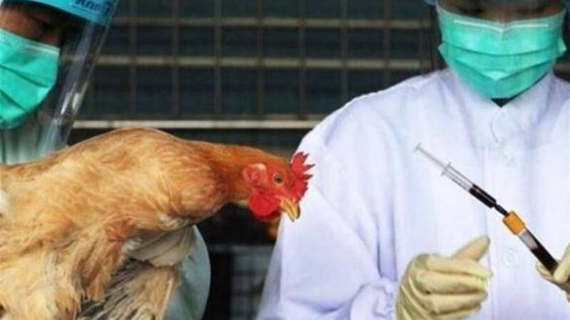 الصين تسجل حالة إصابة بشرية بسلالة إتش 10إن3 من إنفلونزا الطيور