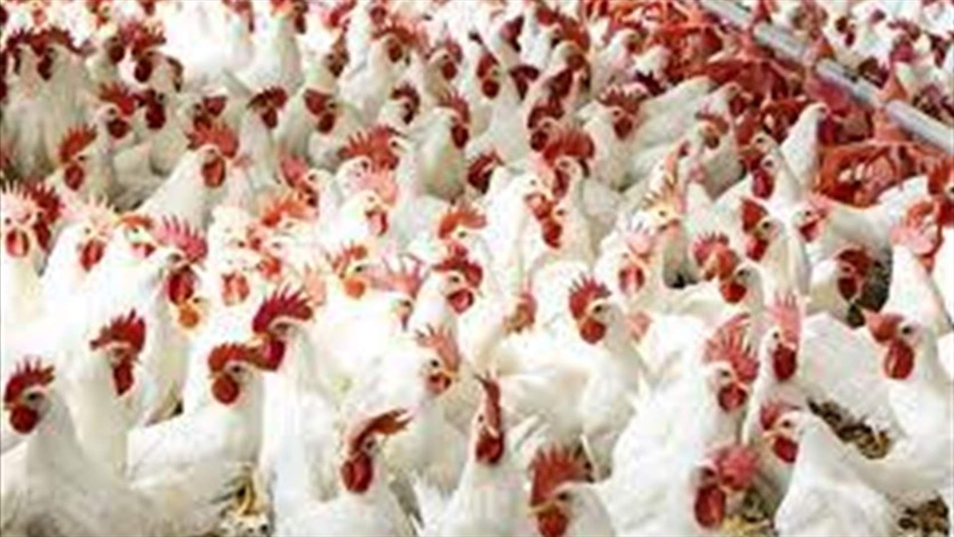بطرس يطالب بسداد مبالغ الدعم المستحقة لقطاع الدواجن قبل 7 ايار