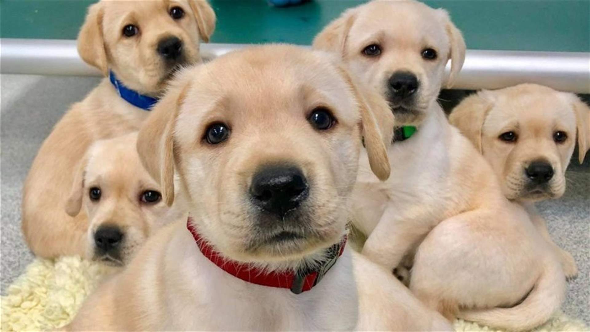Puppies are born with 'human-like' social skills that enable them to communicate with people, reveals study
