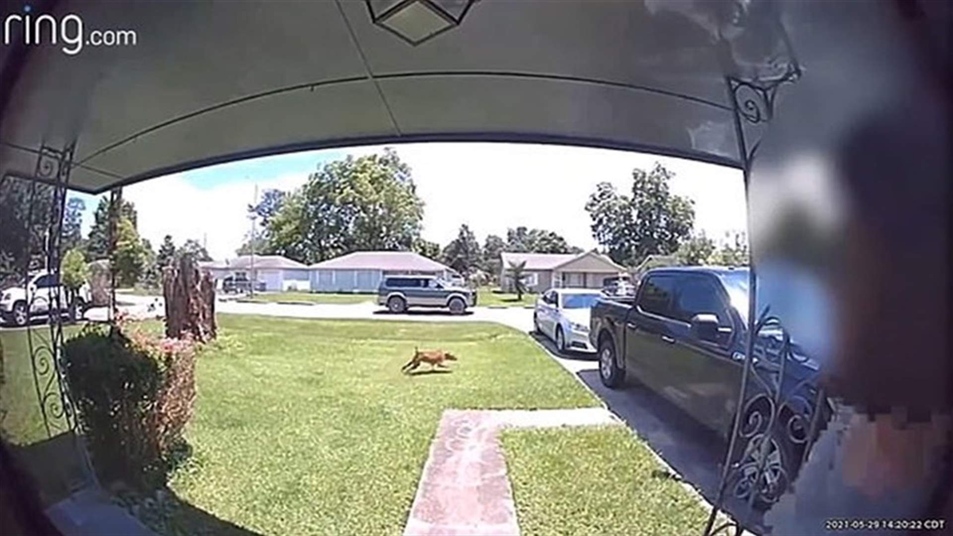 أرادت إطلاق النار على كلب جارها... فأصابت ابنها في بطنه! (فيديو)