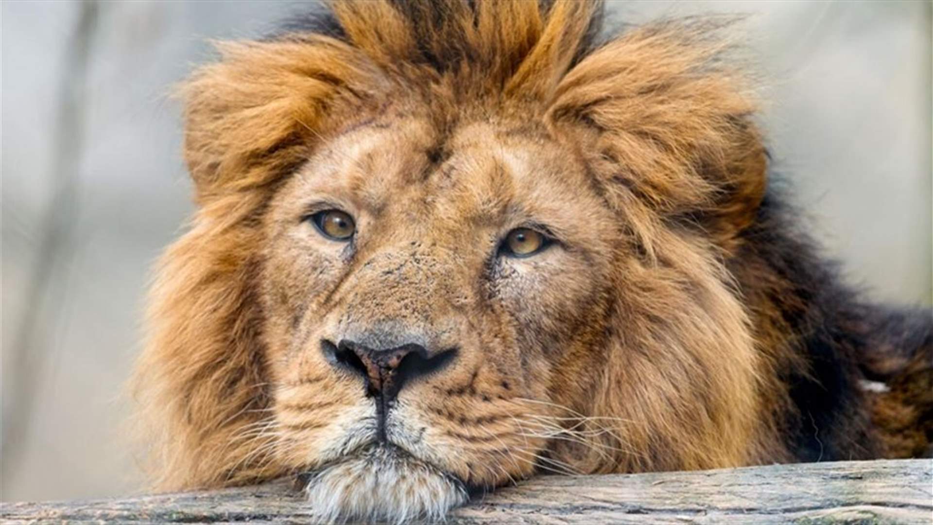 نفوق لبؤة بكوفيد-19 في حديقة حيوان بالهند