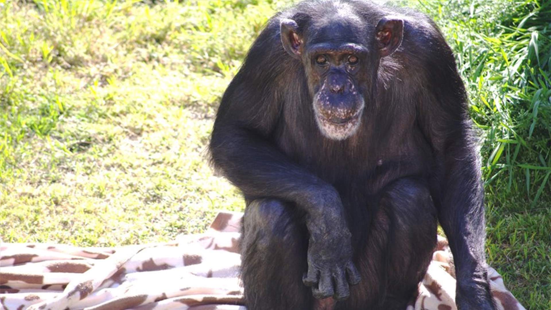 نفوق أكبر شمبانزي معمر في أميركا عن 63 عاما