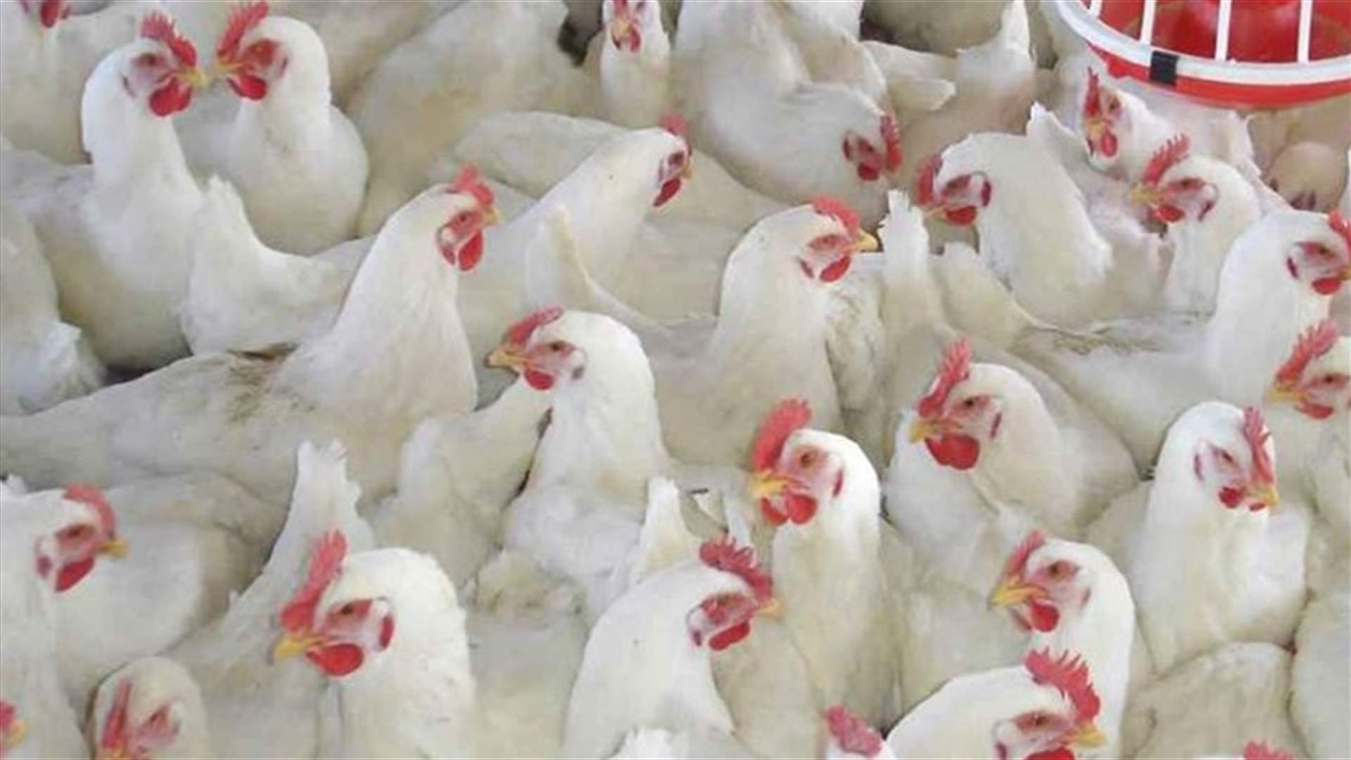 السعودية تحظر بعض واردات الدواجن الفرنسية بسبب إنفلونزا الطيور