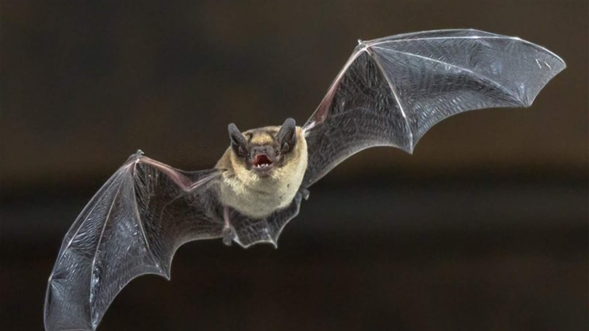 دراسة تكشف مجموعة من فيروسات كورونا الجديدة في الخفافيش بالصين