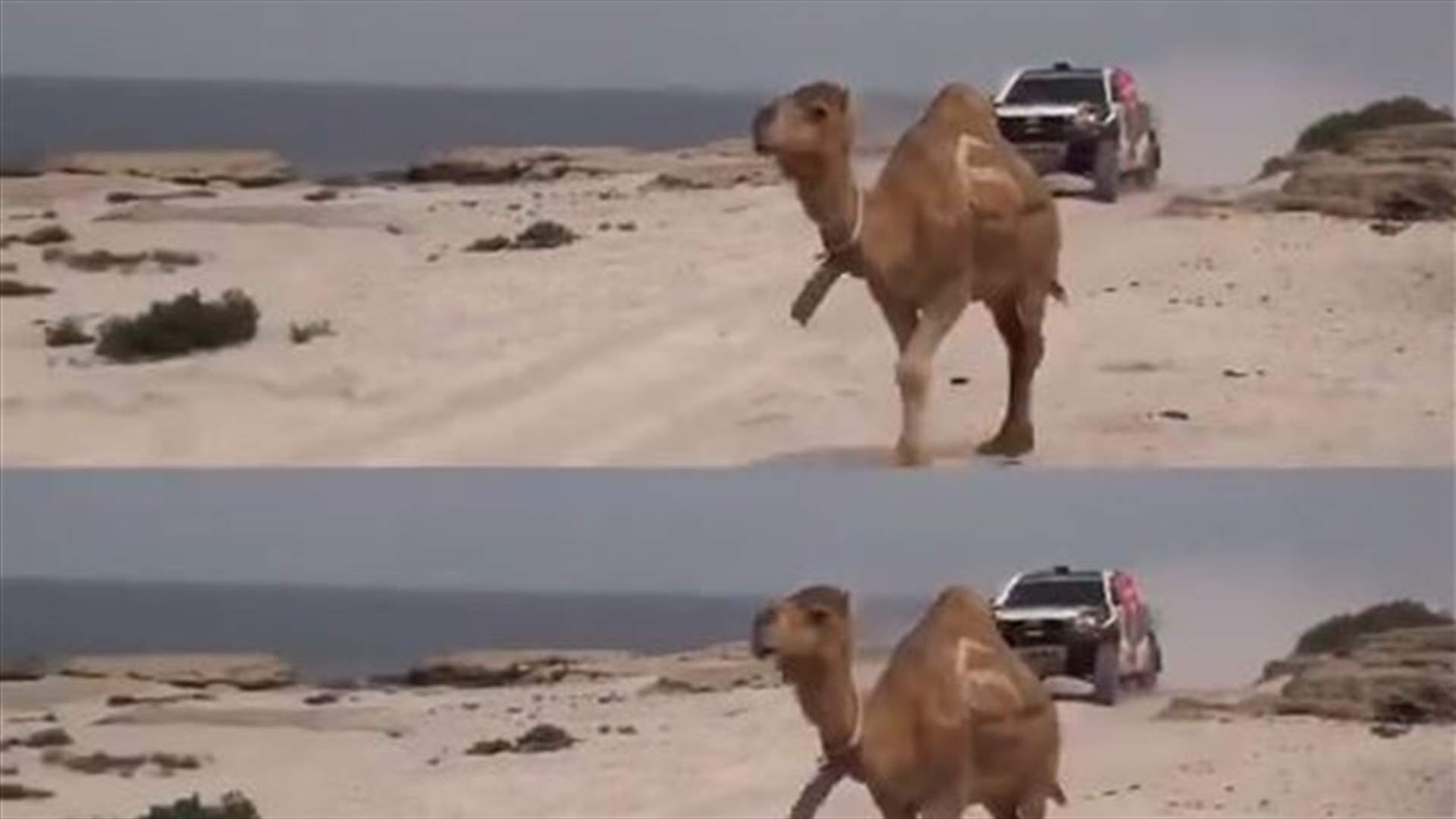 في سباق عالمي... سائق راليات سعودي يتفاجأ بجمل يعترض طريقه (فيديو)