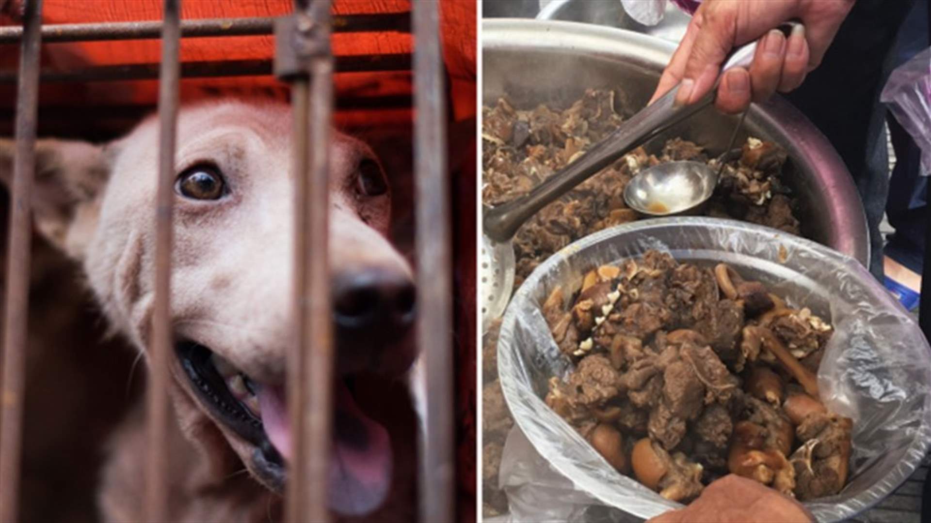 الصين تحضر لمهرجان &quot;لحوم الكلاب&quot;... ذبح الآلاف منها واستهلاكها لمدة 10 أيام!