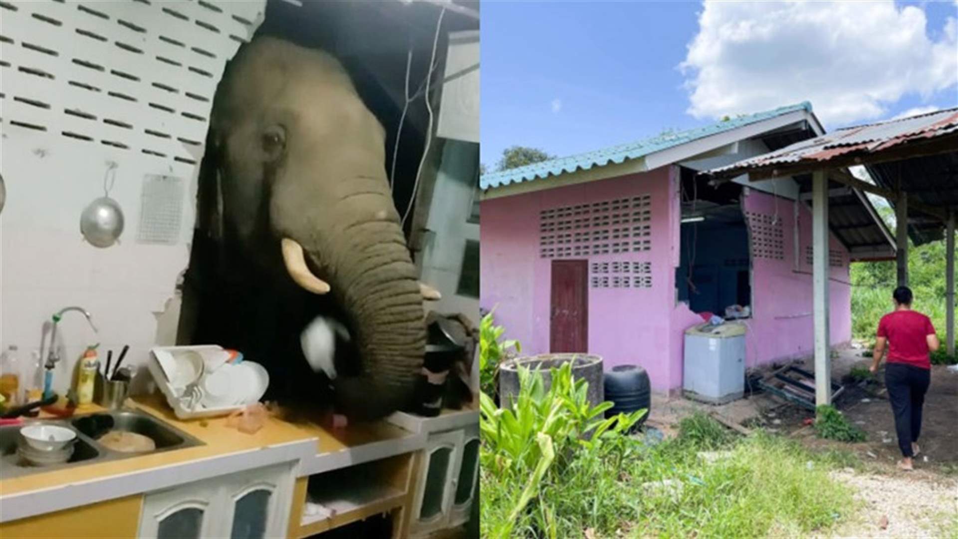 فيل جائع يقتحم منزلاً بحثاً عن الطعام في تايلاند (فيديو)