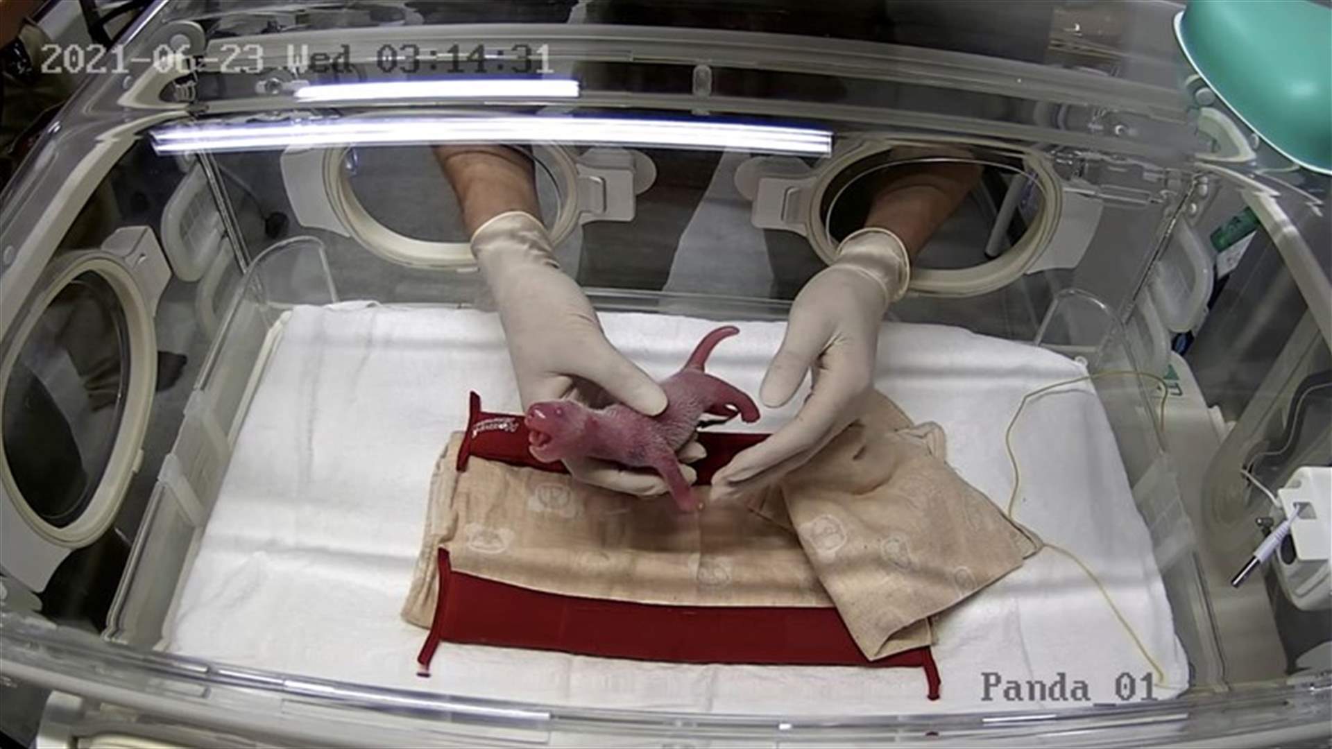 للمرة الأولى منذ 4 سنوات... ولادة اثنين من الباندا في حديقة حيوان بطوكيو