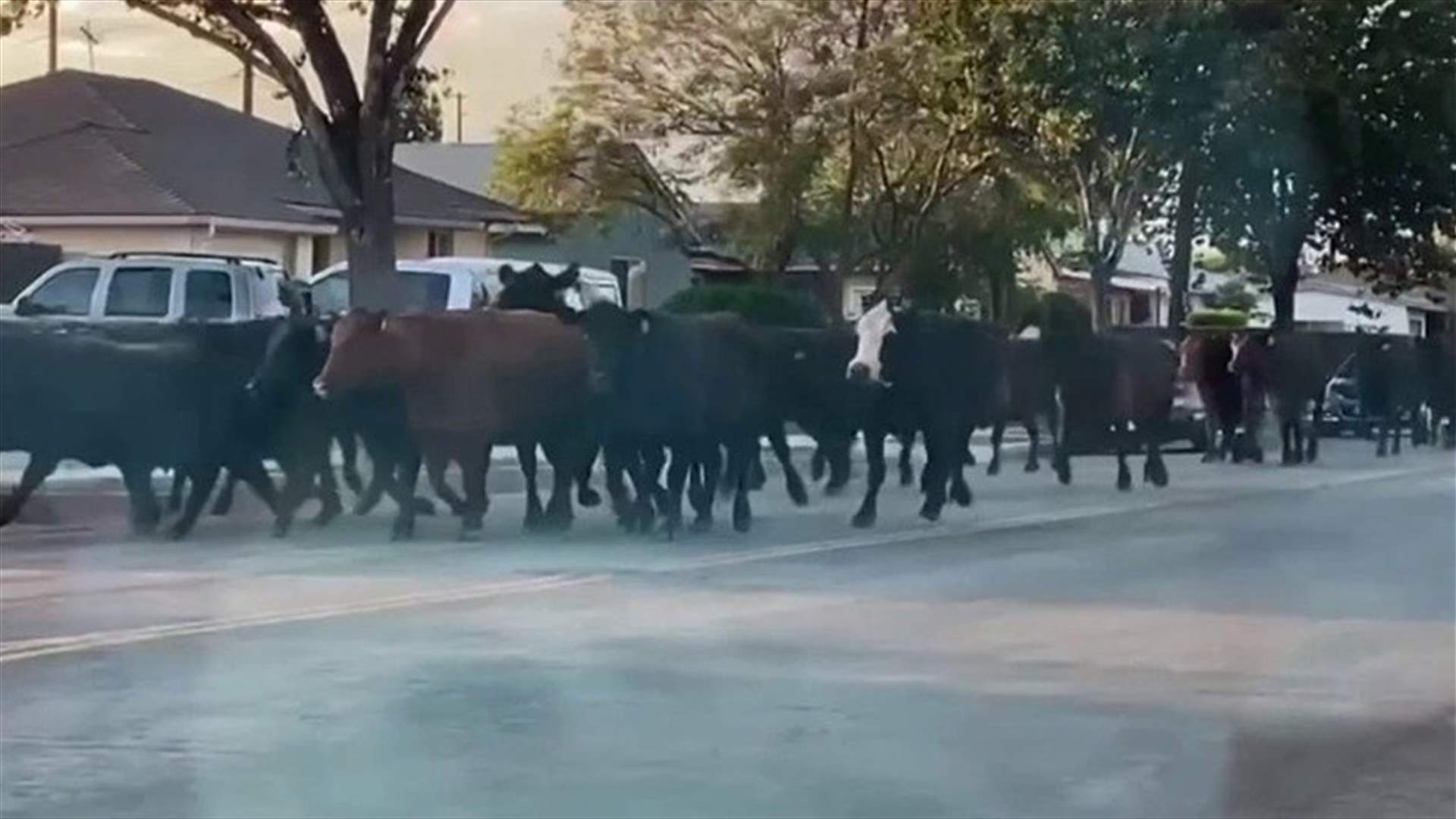 هروب 40 بقرة من مسلخ قبل ذبحها... وحالة من الهلع في شوارع لوس أنجلوس (فيديو)