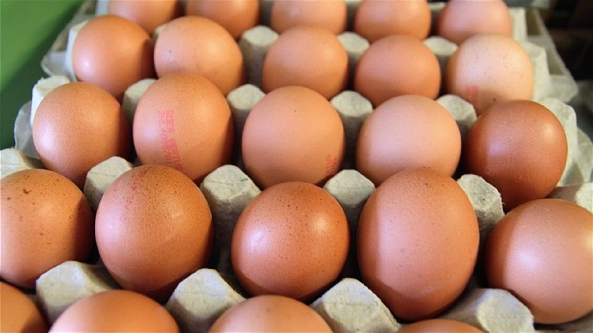 نقابة مربي الدواجن بقاعا: للسماح بتصدير كمية من البيض حفاظا على استمراريتنا