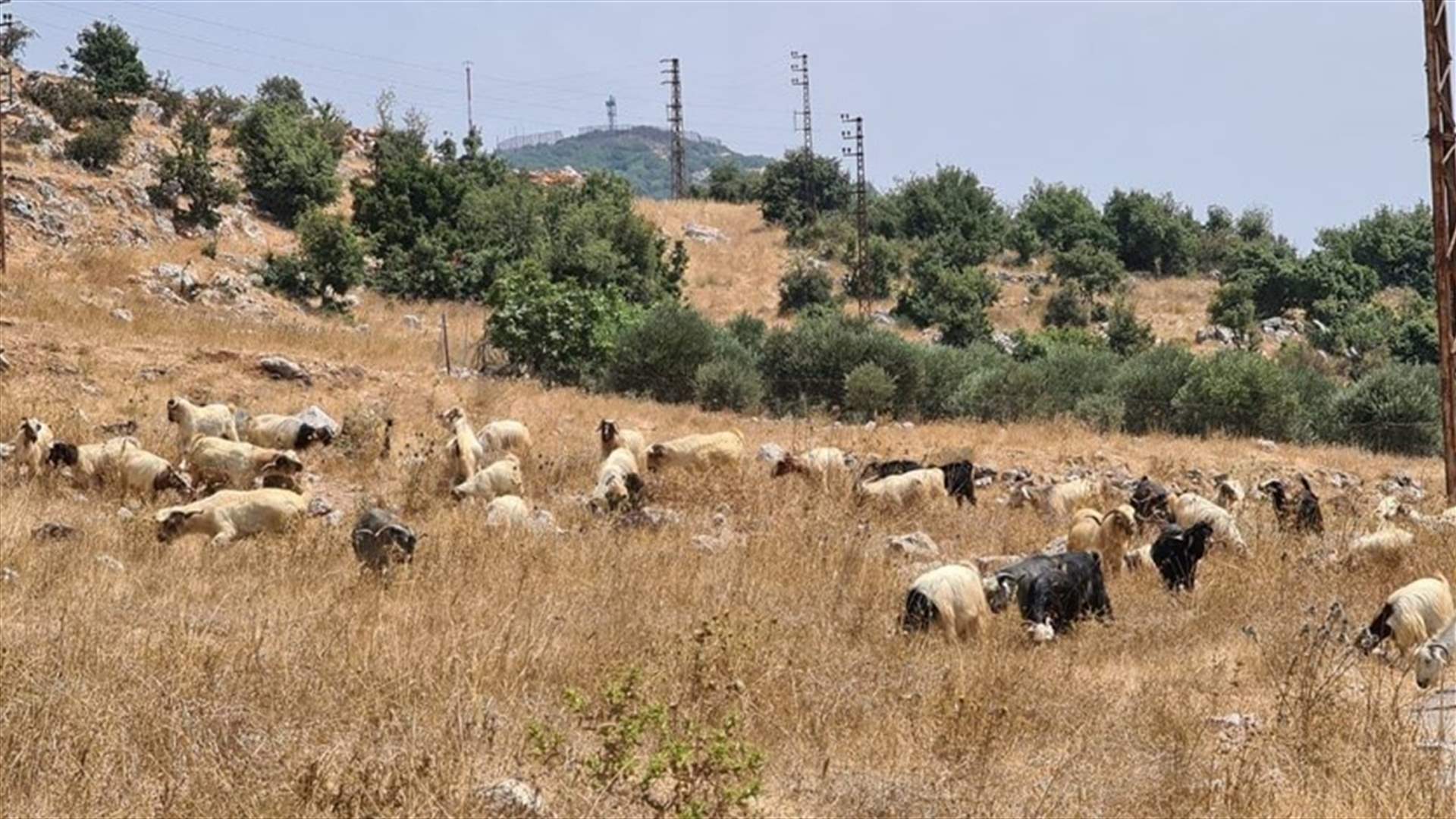 مجموعة كومندوس الاسرائيلية حاولت القبض على راع في محلة الشحل واستولت على قطيعه