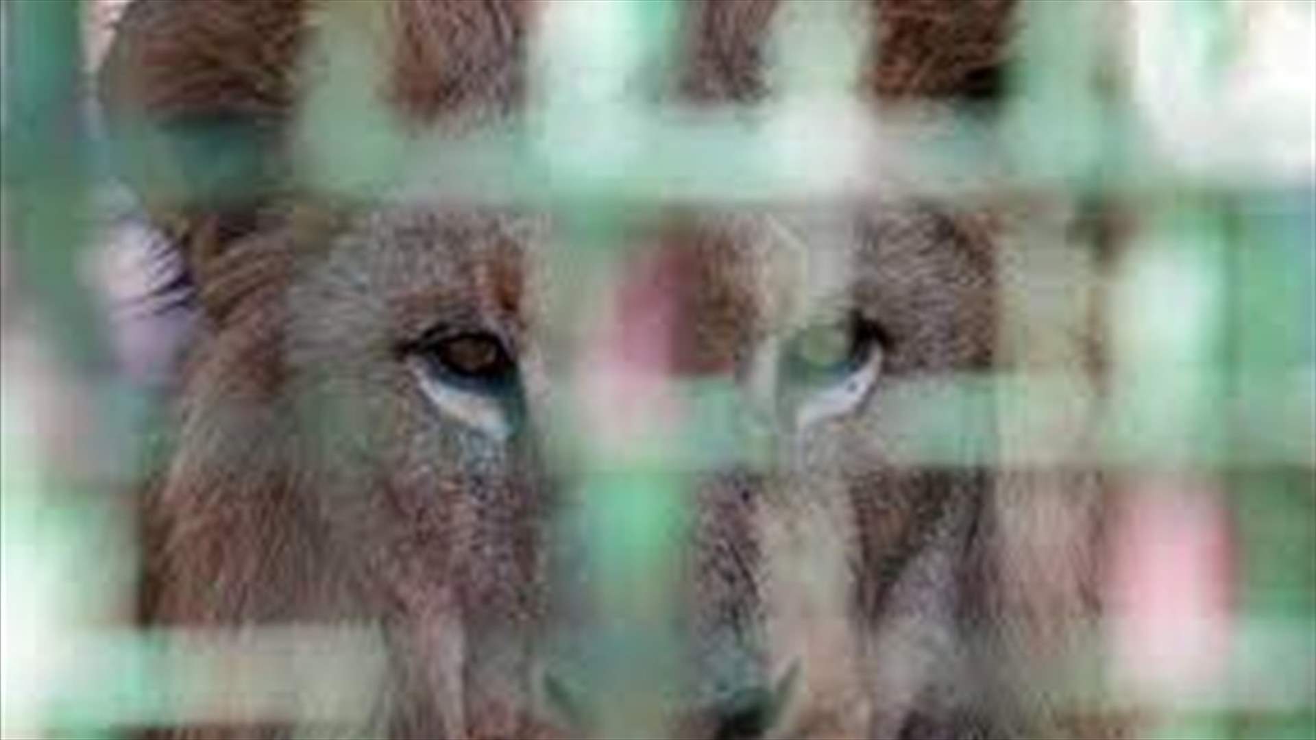 Animals starve in Lebanon&#39;s zoos as economy crumbles