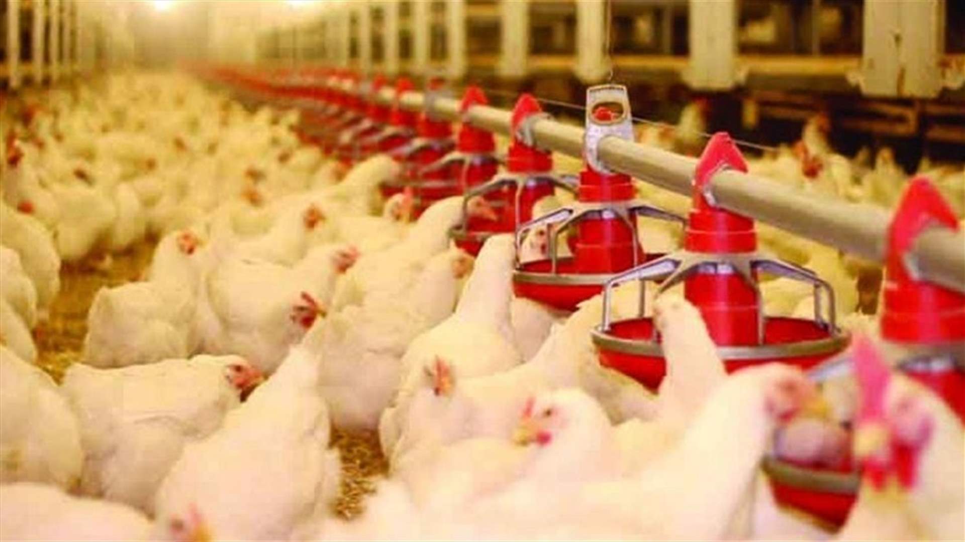 نقابة الدواجن ترفع الصوت: ساعات وتقع الكارثة