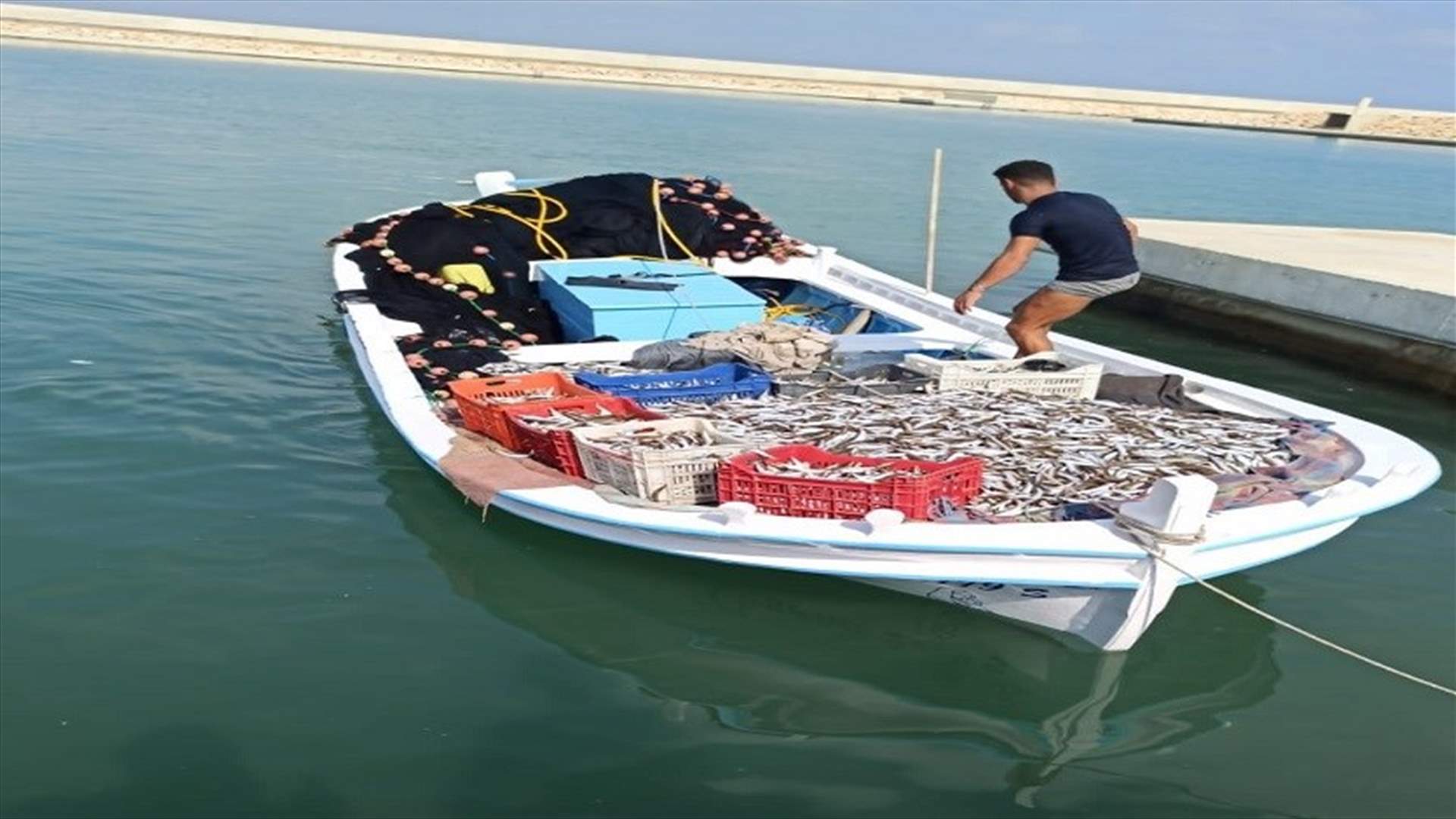 مصادرة طنين من سمك المليفة جنوبا بعد صيدها خلافا للقانون