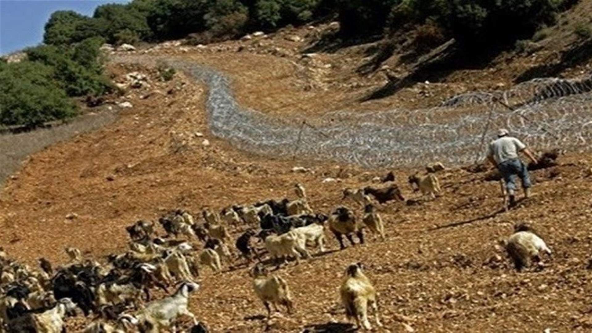 الجيش الاسرائيلي يطلق قنبلة دخانية باتجاه راع في محلة بركة النقار